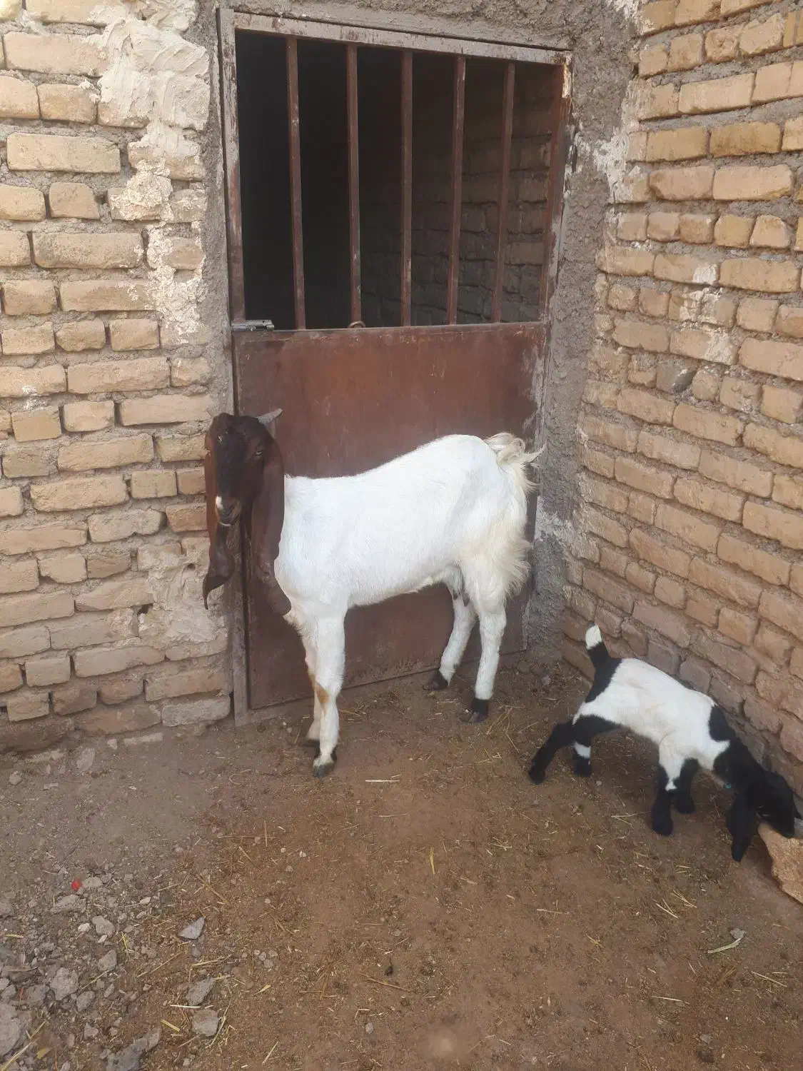 بز شیرا|حیوانات مزرعه|سلیمان, |دیوار