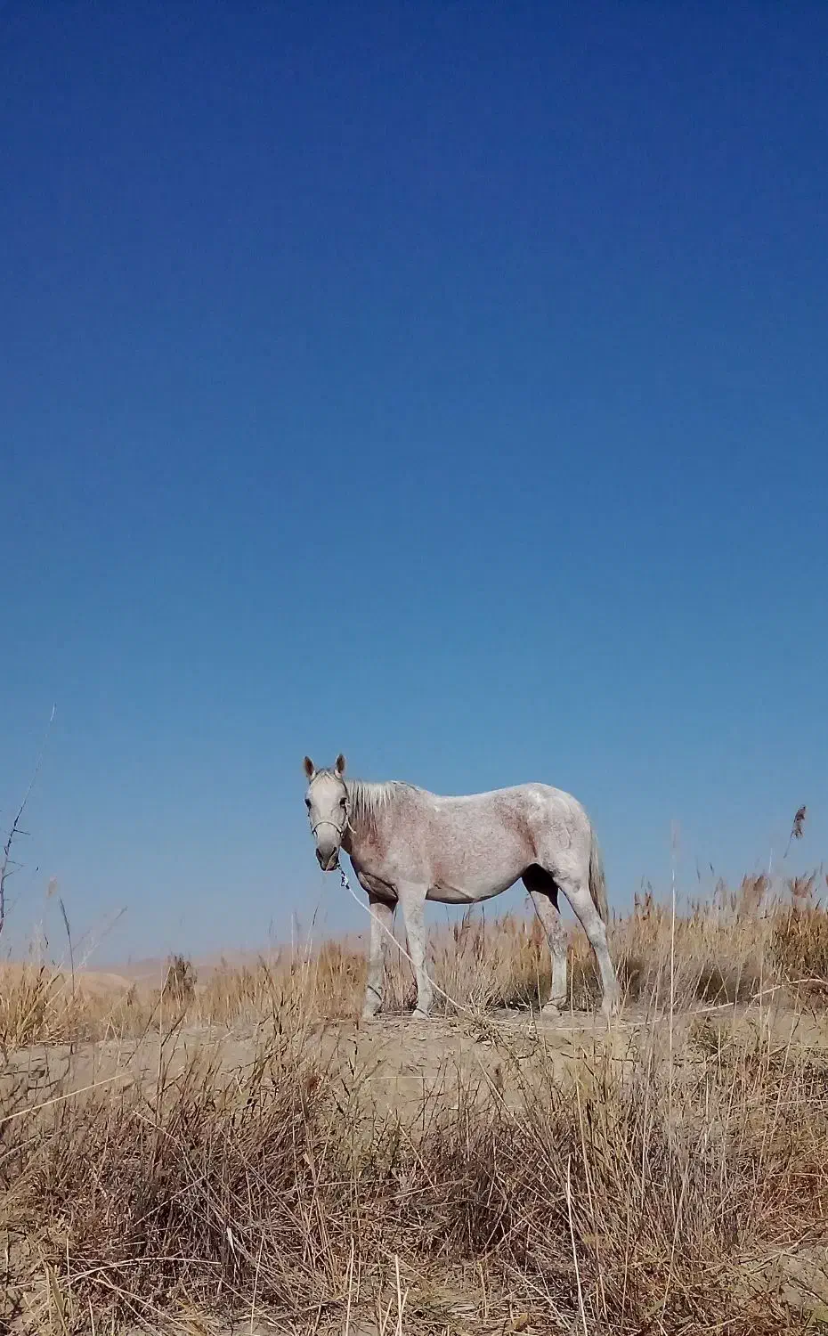 فروش مادیان همراه کره|اسب و تجهیزات اسب‌سواری|شیروان (خراسان), |دیوار
