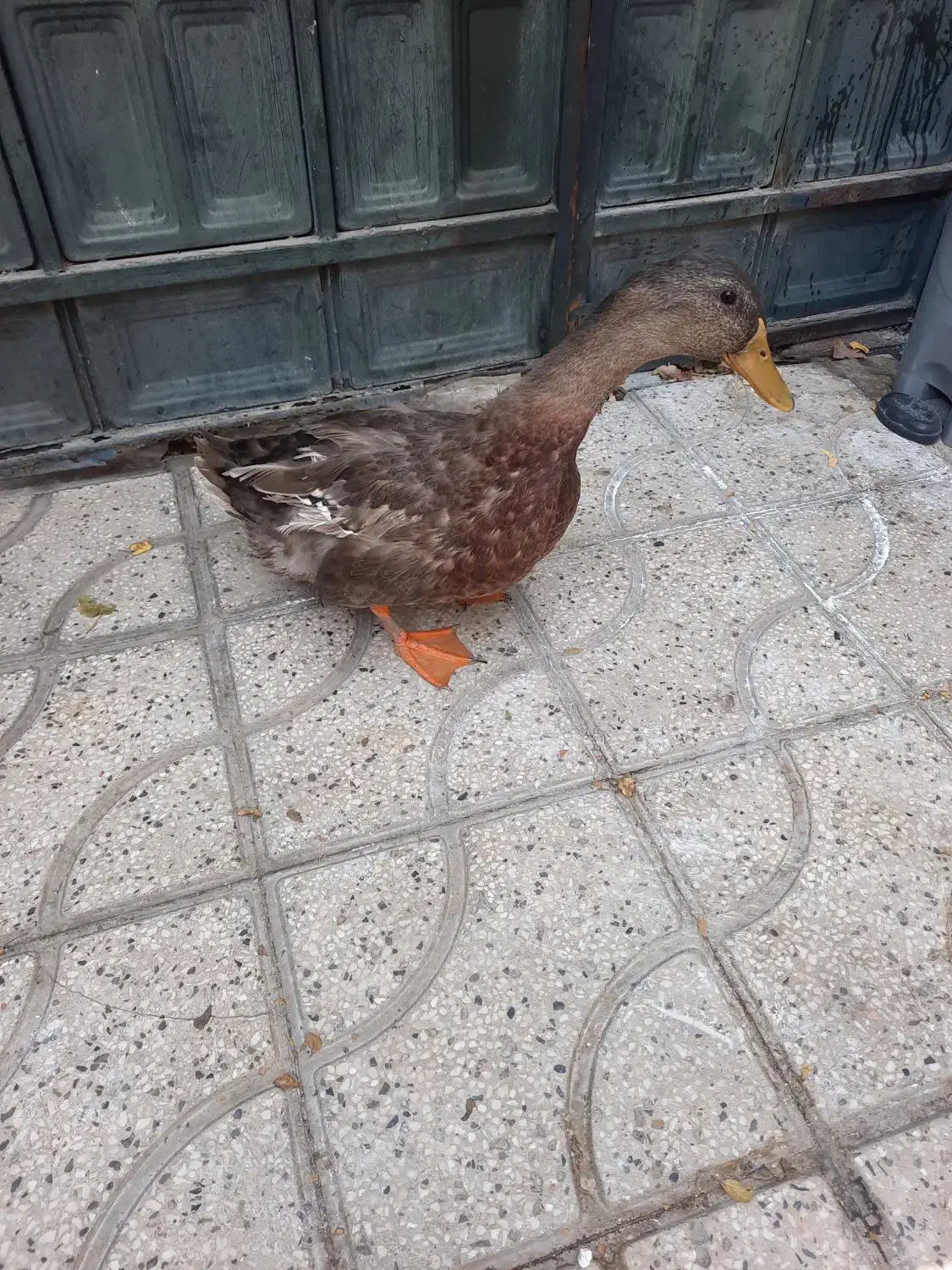 اردک نر|حیوانات مزرعه|شیراز, زرگری|دیوار