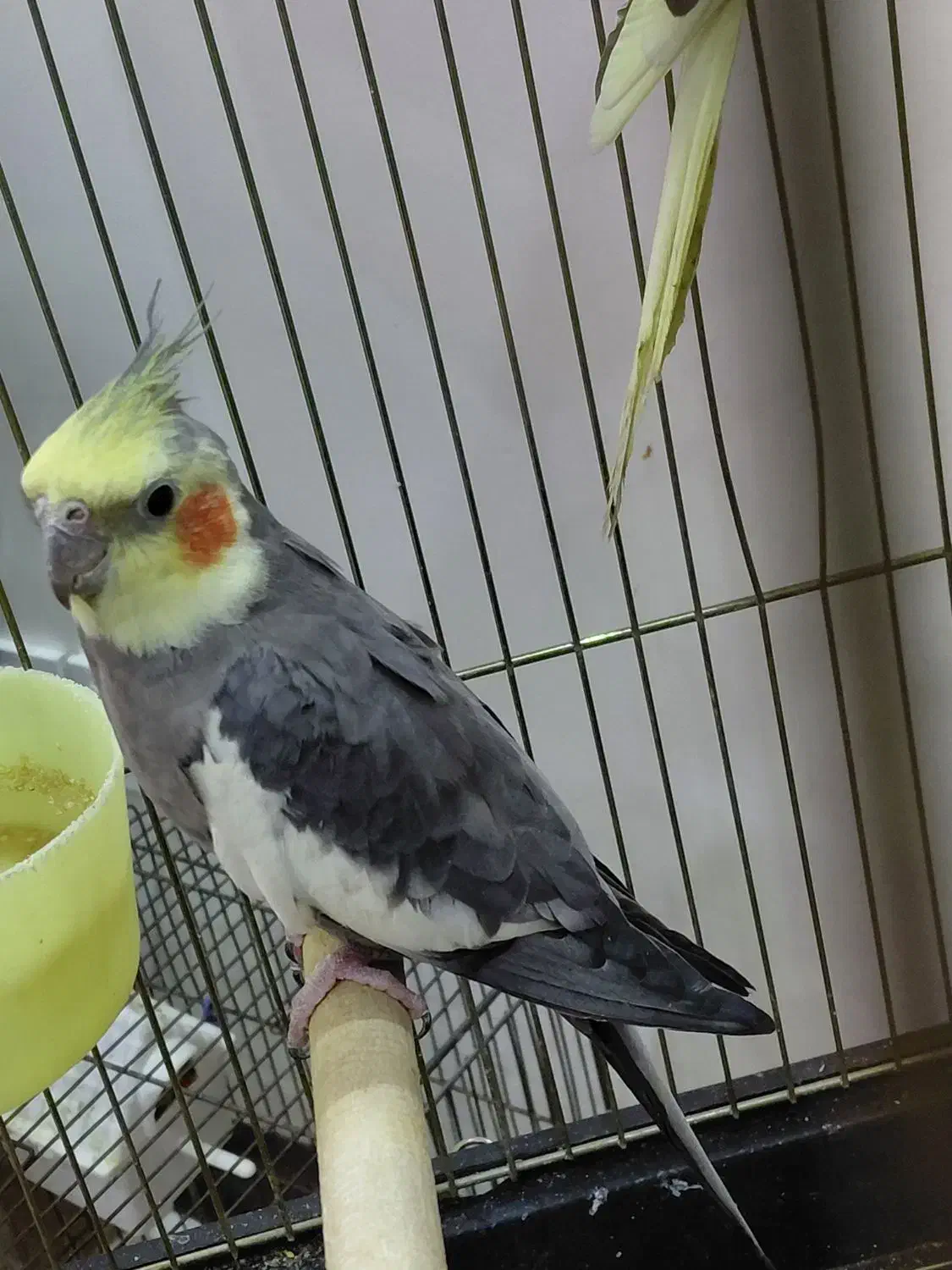 عروس هلندی جفت|پرنده|تهران, بیسیم|دیوار