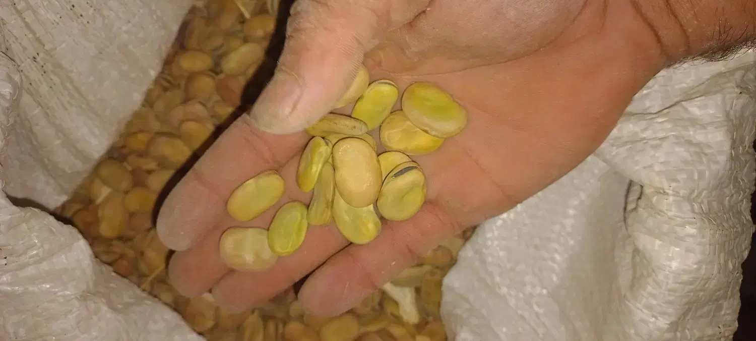 باقلا|خوردنی و آشامیدنی|نورآباد ممسنی, |دیوار