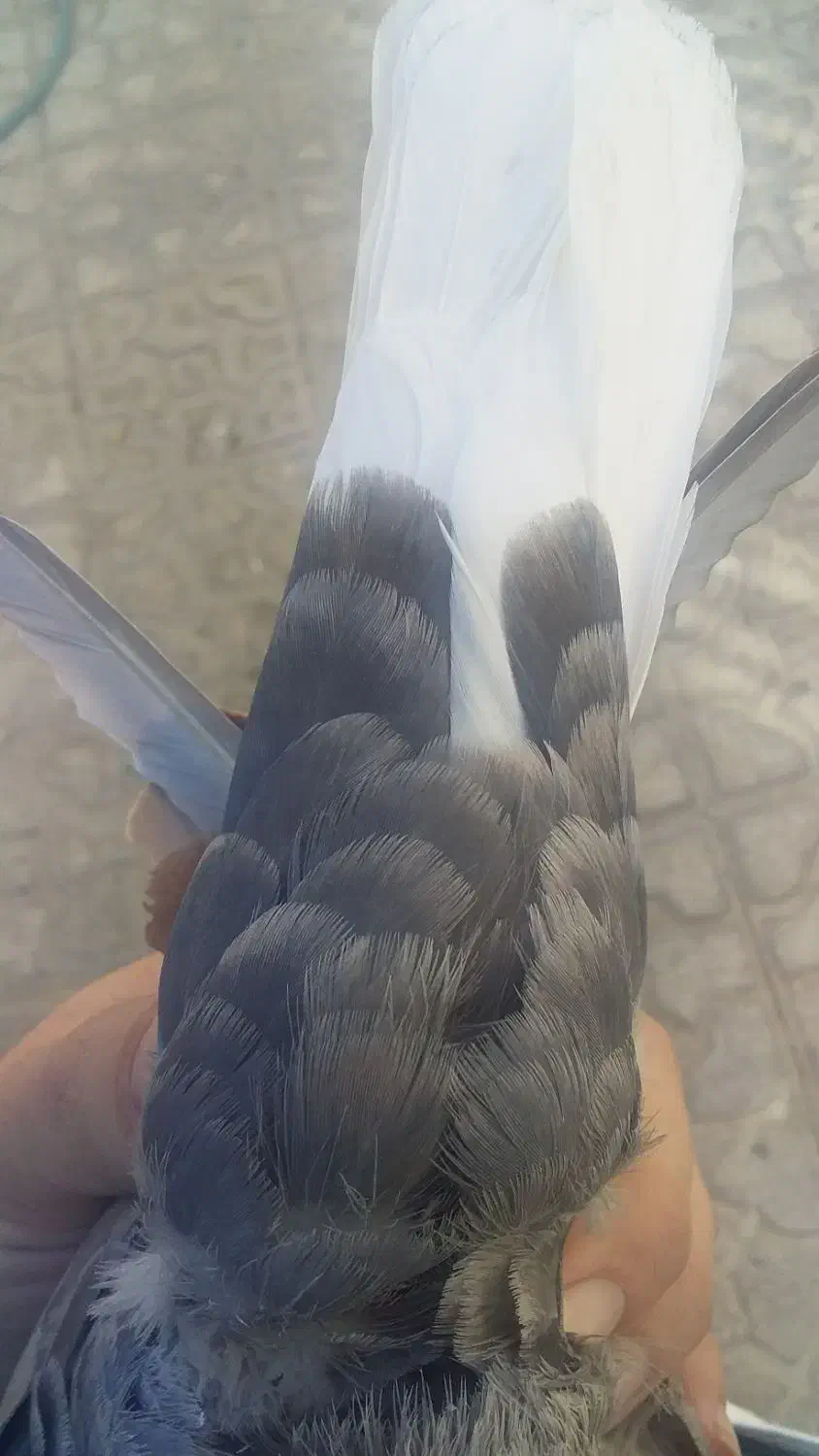 کفتر سرور دم سفید جفت|پرنده|شیراز, تندگویان|دیوار