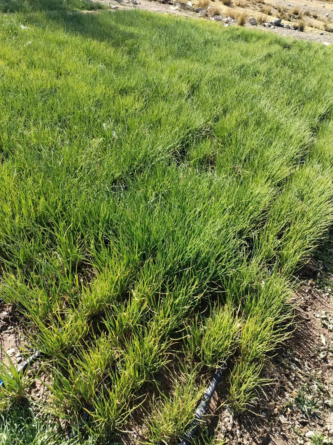 نشا، پیاز مینروا سایروس|گل و گیاه طبیعی|جیرفت, |دیوار