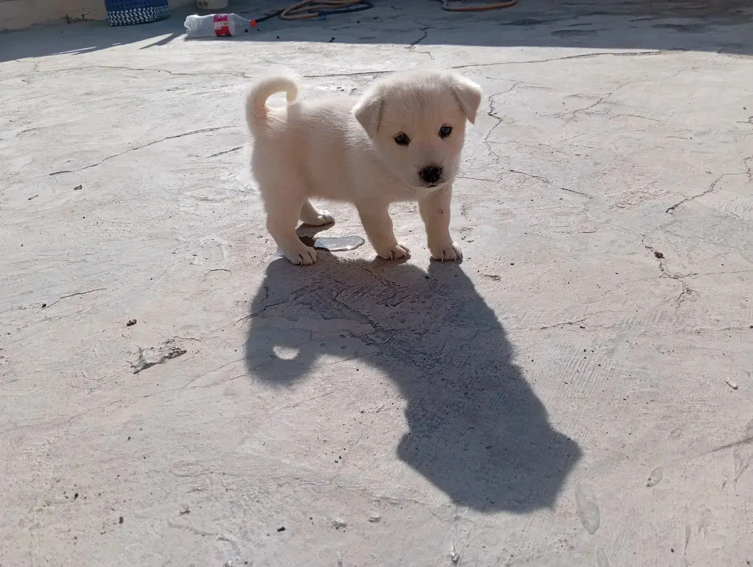 سگ پا کوتاه|سگ|بندرعباس, |دیوار