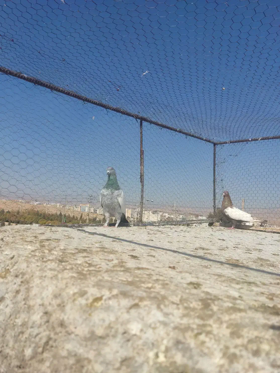 کفتر|پرنده|شیراز, شهرک گلستان|دیوار