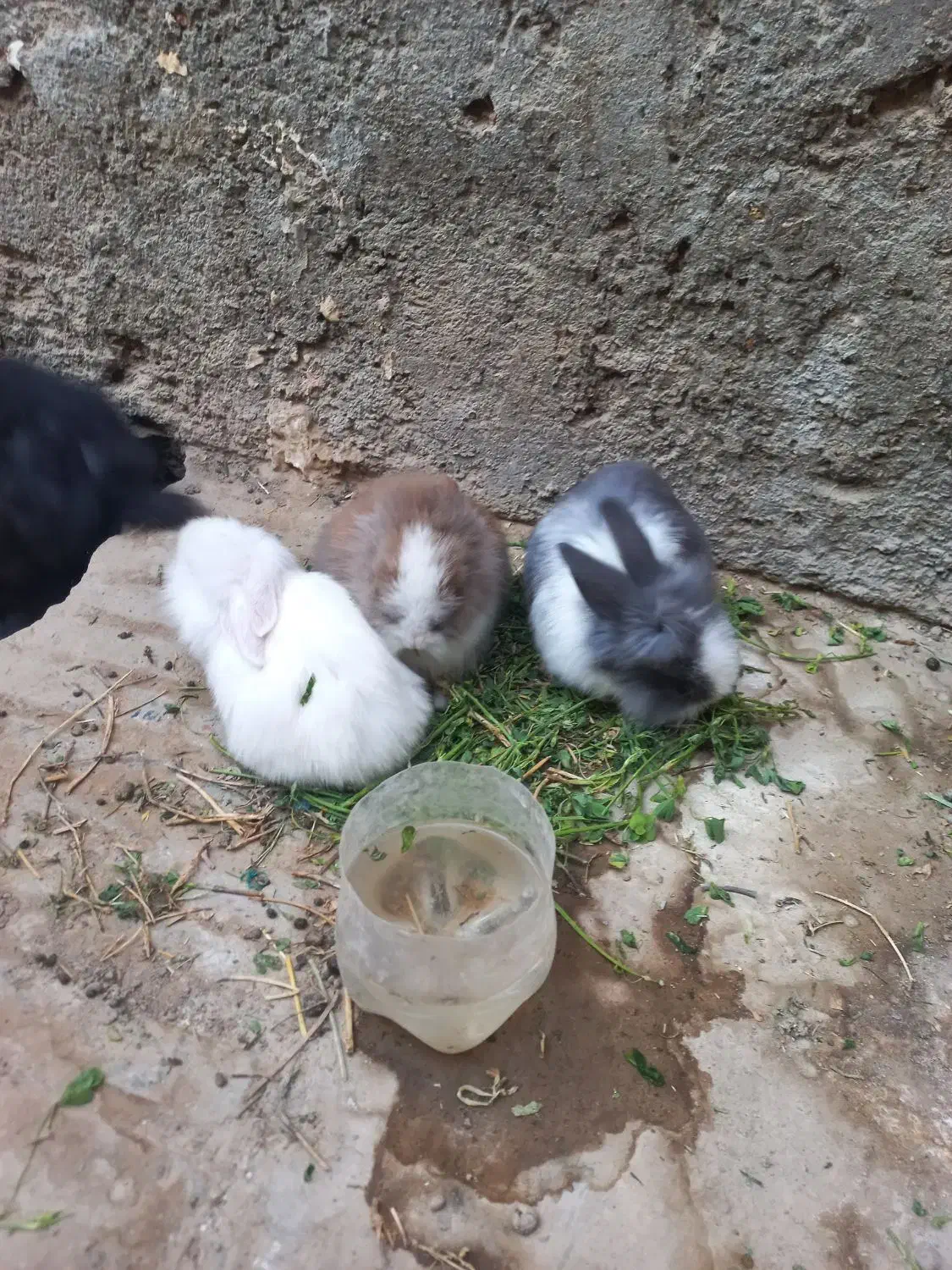 خرگوش لوپی زیبا|موش و خرگوش|زاهدان, |دیوار