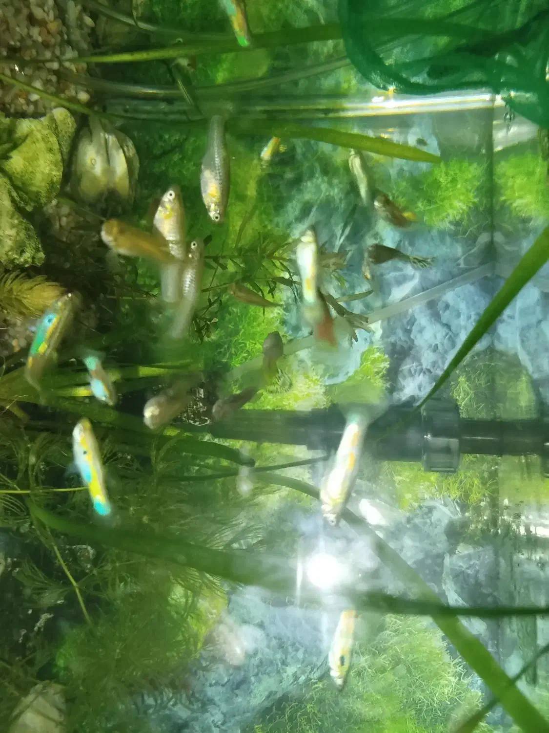 ماهی گوپی مولد|ماهی|اصفهان, ملک|دیوار