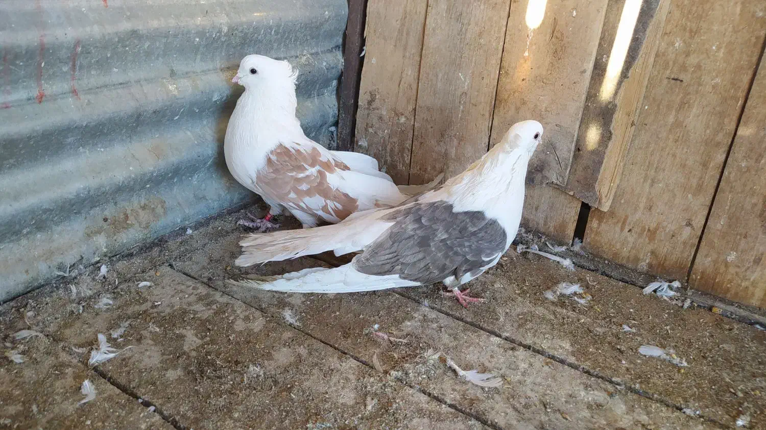 دوبالی درشت|پرنده|شاهرود, |دیوار