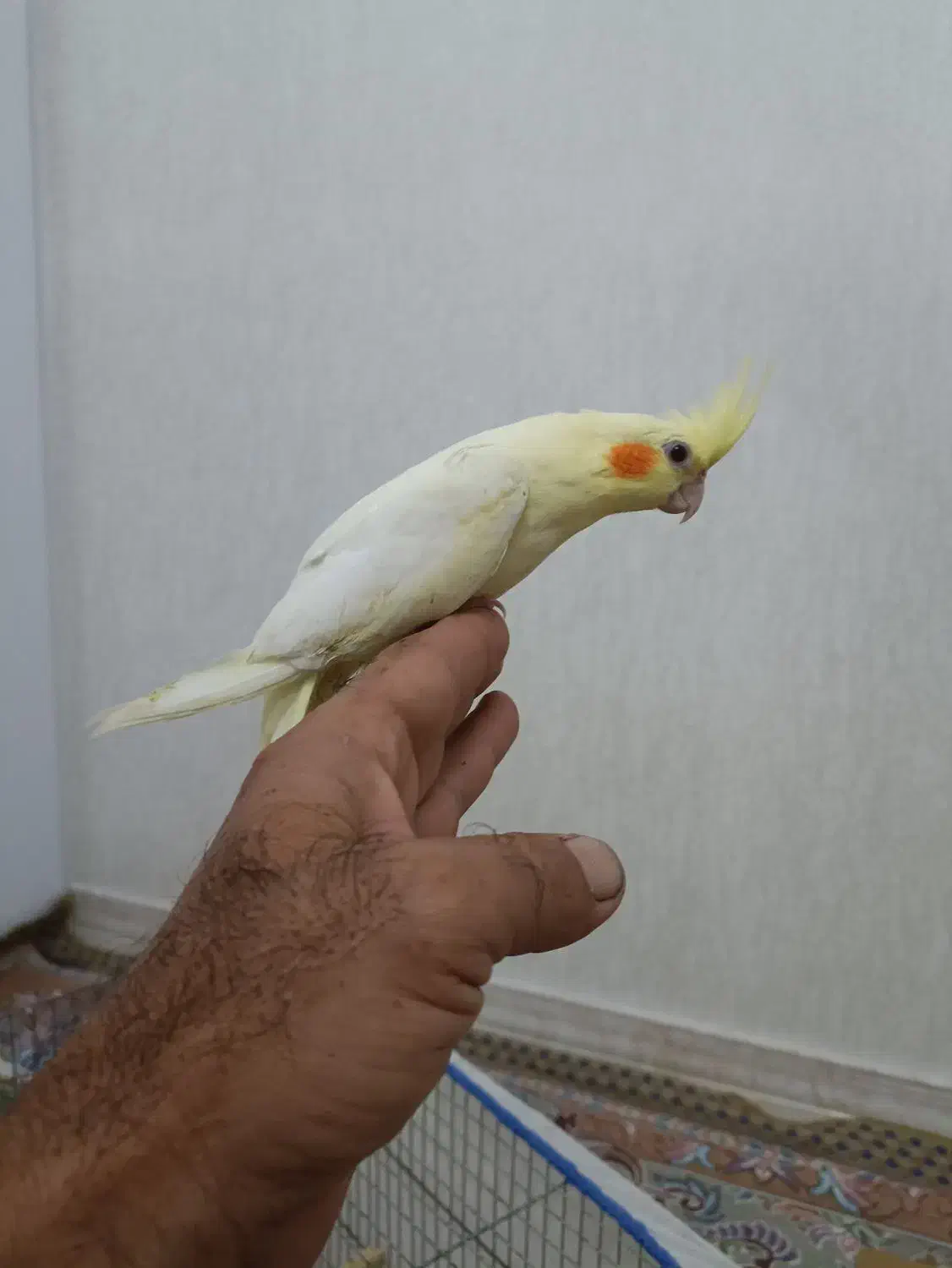 جفت عروس هلندی لوتینو|پرنده|رشت, کوی غلام نیا|دیوار