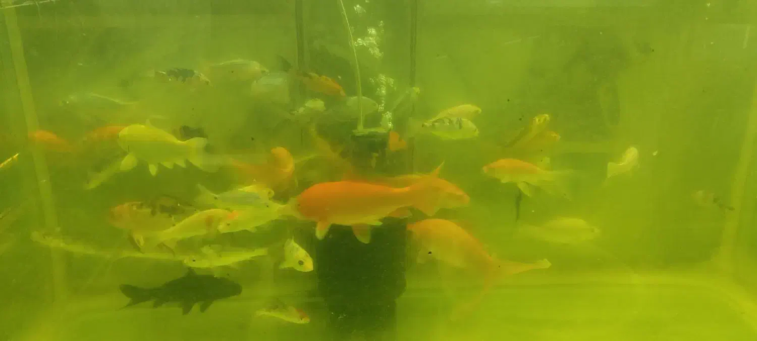 کوی باله بلند و کوی باله کوتاه|ماهی|پاکدشت, پاکدشت (مامازند)|دیوار