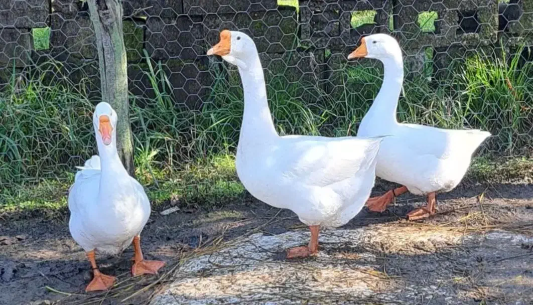 تخم قوغاز اصیل|حیوانات مزرعه|رشت, لاکان|دیوار