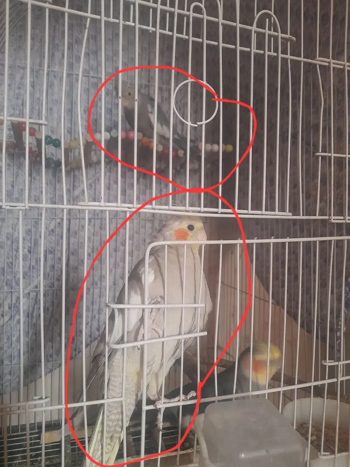 عروس هلندی|پرنده|ری, علایین|دیوار