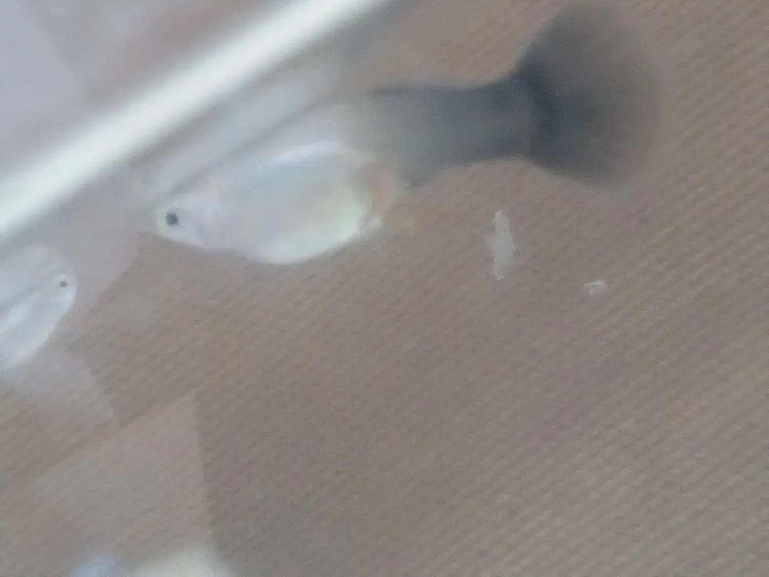 9 تا ماهی  و   1 شکم پر  گوپی|ماهی|تربت جام, شهید غلام زاده|دیوار