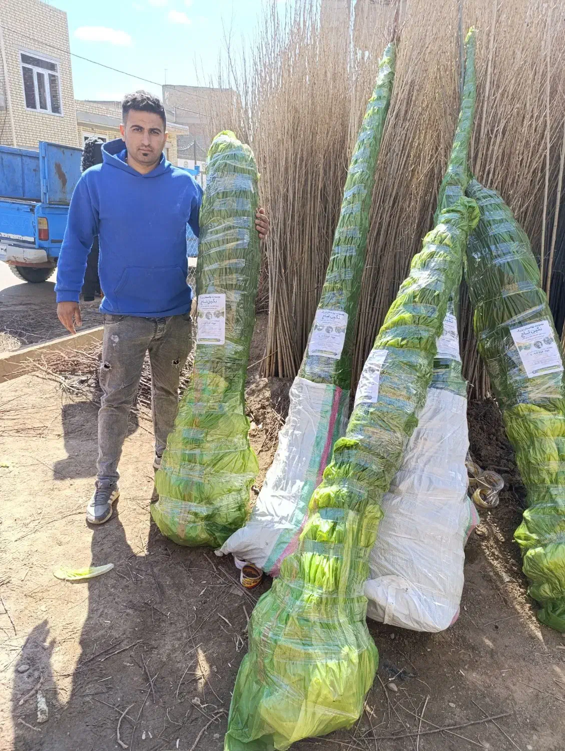 نهالستان میاندوآب|خدمات باغبانی و درختکاری|قزوین, |دیوار