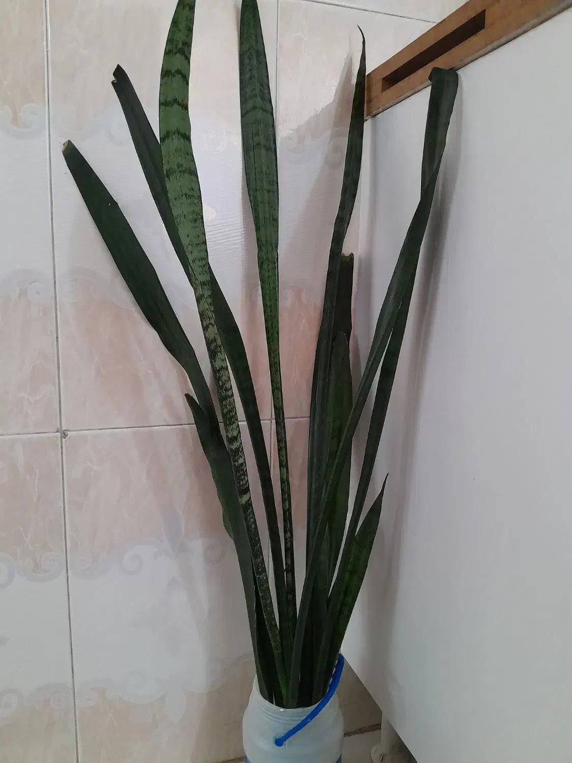 گل سانسوریا بزرگ|گل و گیاه طبیعی|مریوان, |دیوار