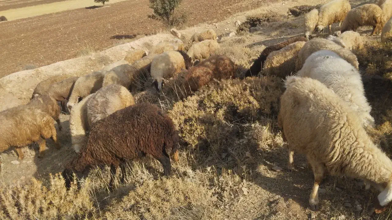 میش و بره|حیوانات مزرعه|اسلام‌‌آباد غرب, |دیوار