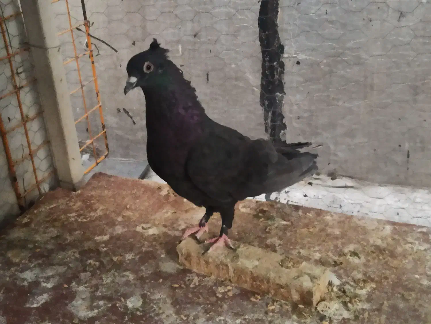 تافته ای دوکاکله و سیاه تو دم دار گمشده|حیوانات|شیراز, شهرک مفتح|دیوار