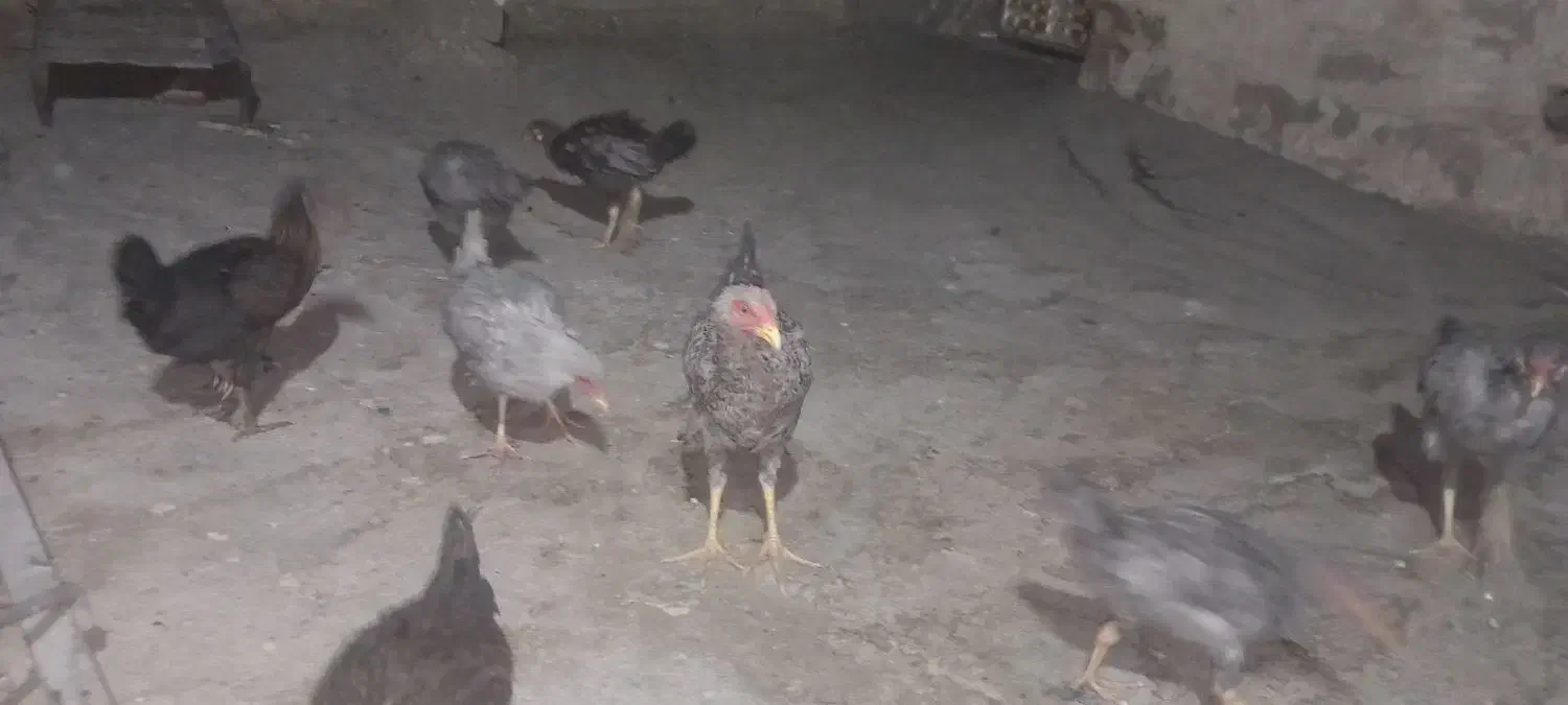 مرغ و خروس|حیوانات مزرعه|زاهدان, |دیوار