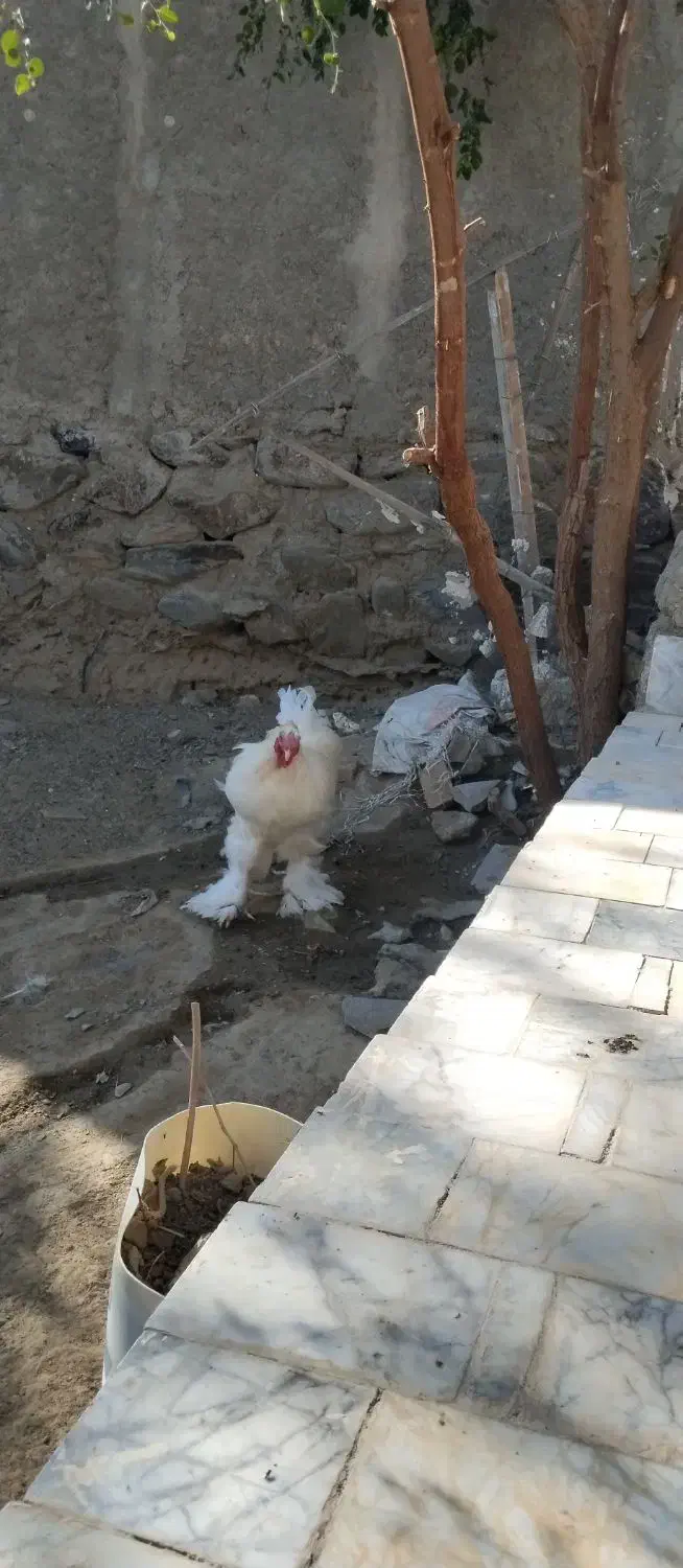 مرغ خروس برهما قشنگ|حیوانات مزرعه|سراوان, |دیوار