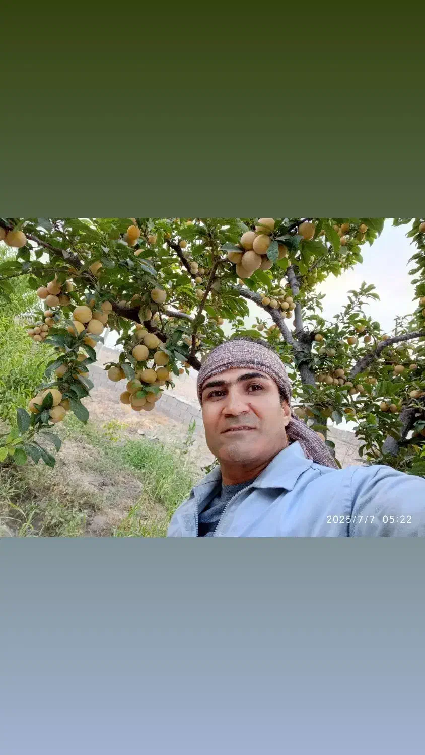 هرس انواع درختان میوه|خدمات باغبانی و درختکاری|کرج, شهرک فهمیده|دیوار