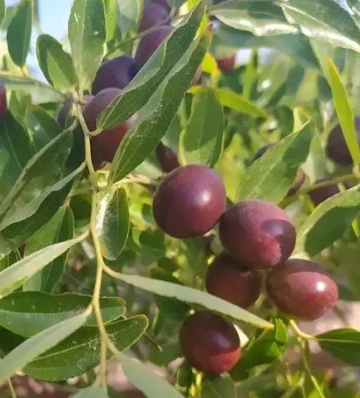 عناب تازه ۲۵۰|خوردنی و آشامیدنی|ارومیه, |دیوار