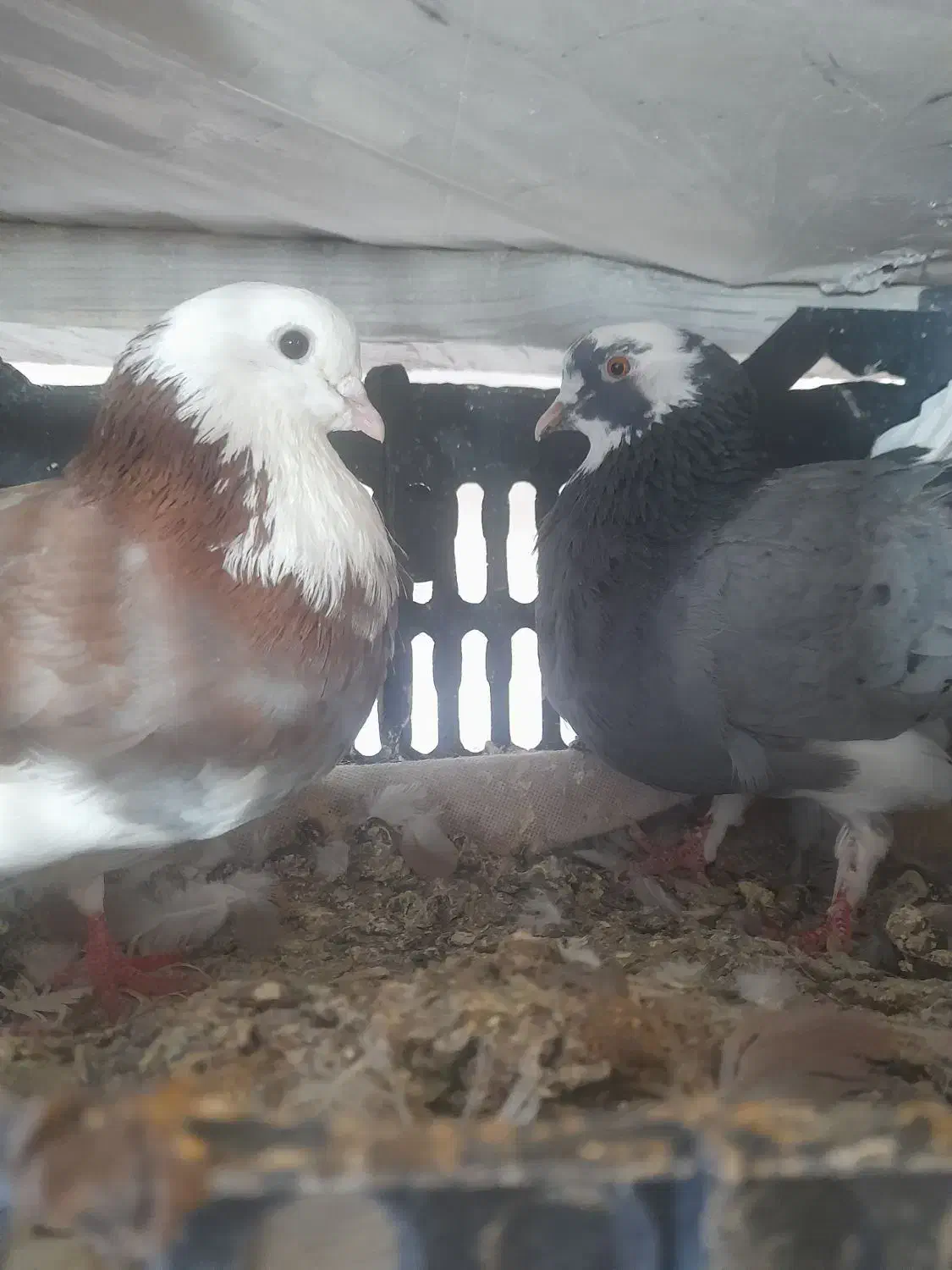 کبوتر شازده سبز|پرنده|شاهین دژ, |دیوار