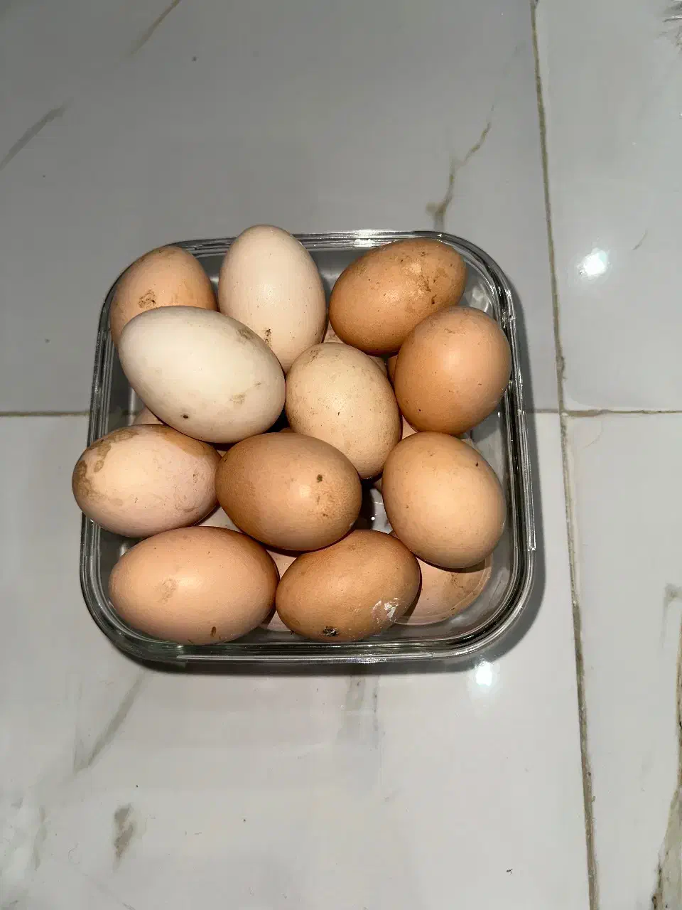 تخم مرغ نطفه دار|حیوانات مزرعه|محمدشهر, سیدآباد|دیوار