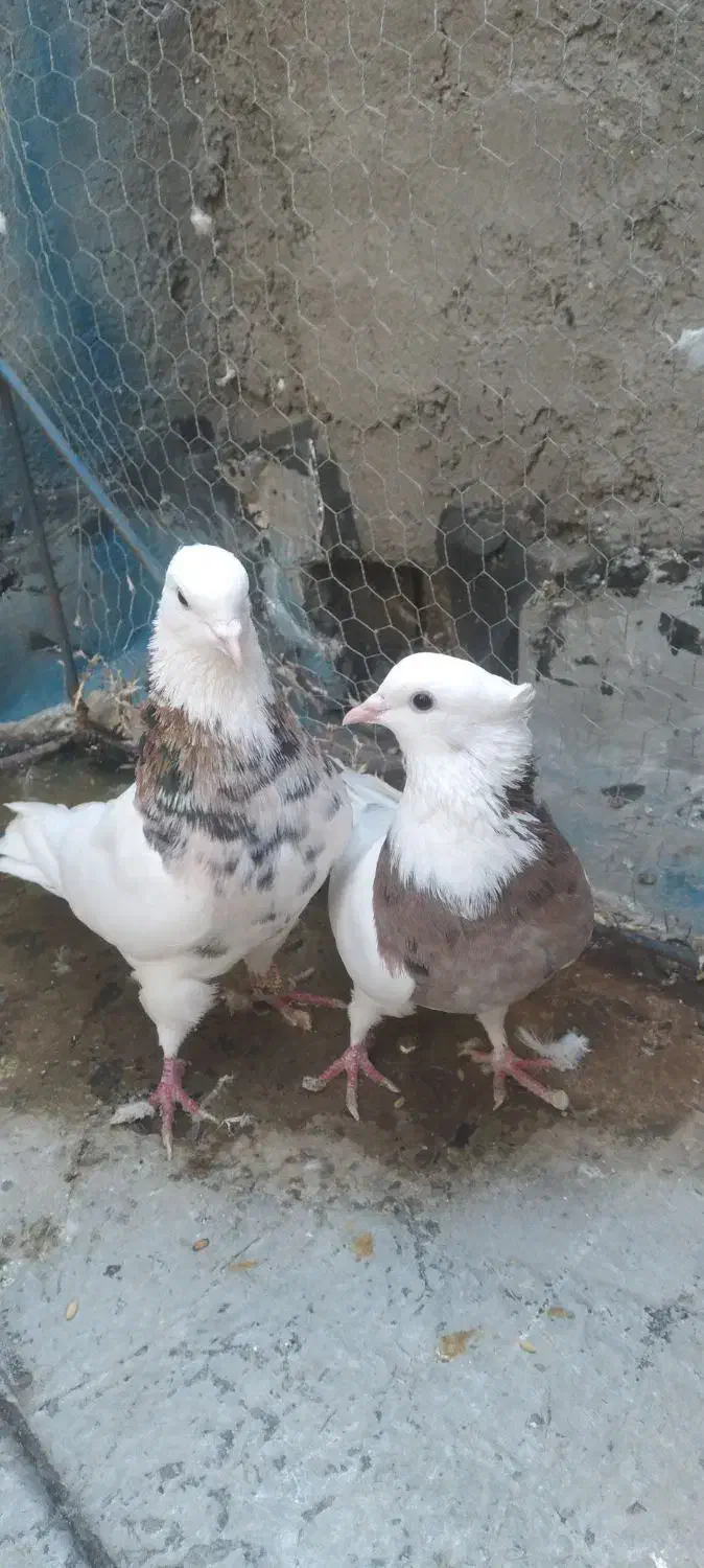 کفتر|پرنده|تهران, شوش (باغ آذری)|دیوار