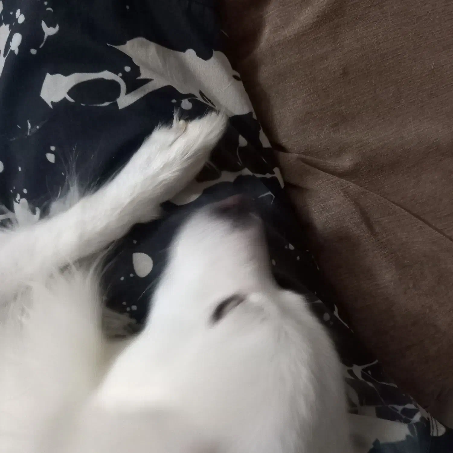 واگذاری اشپیتز|سگ|گلبهار, شهر جدید گلبهار|دیوار