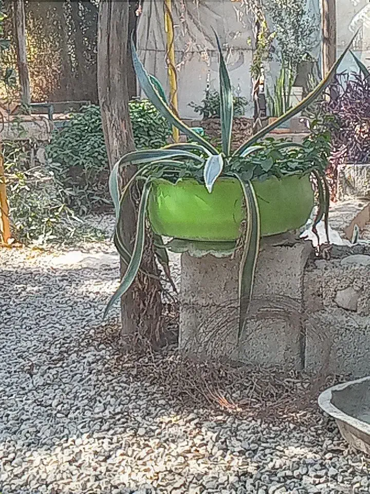 گل آلوورا|گل و گیاه طبیعی|کازرون, |دیوار