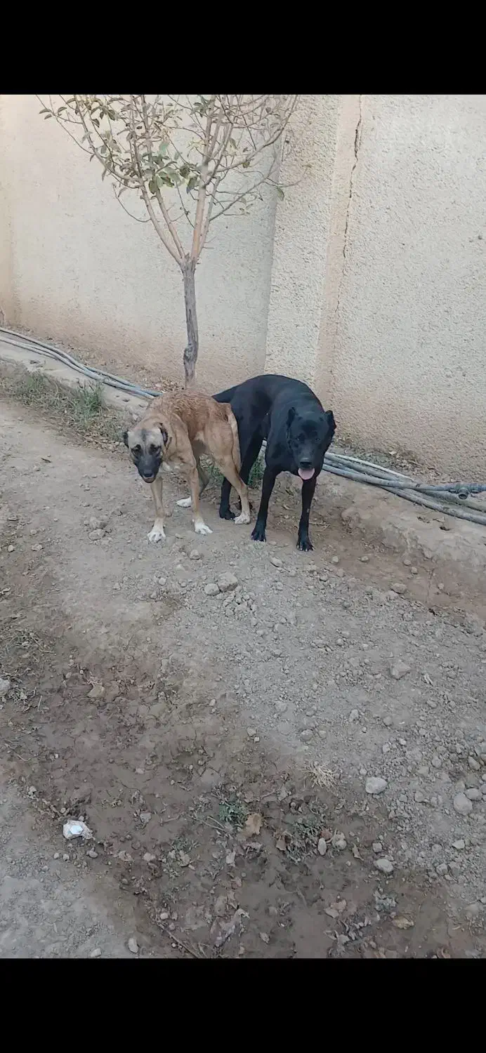 حیوان|سگ|صفادشت, |دیوار