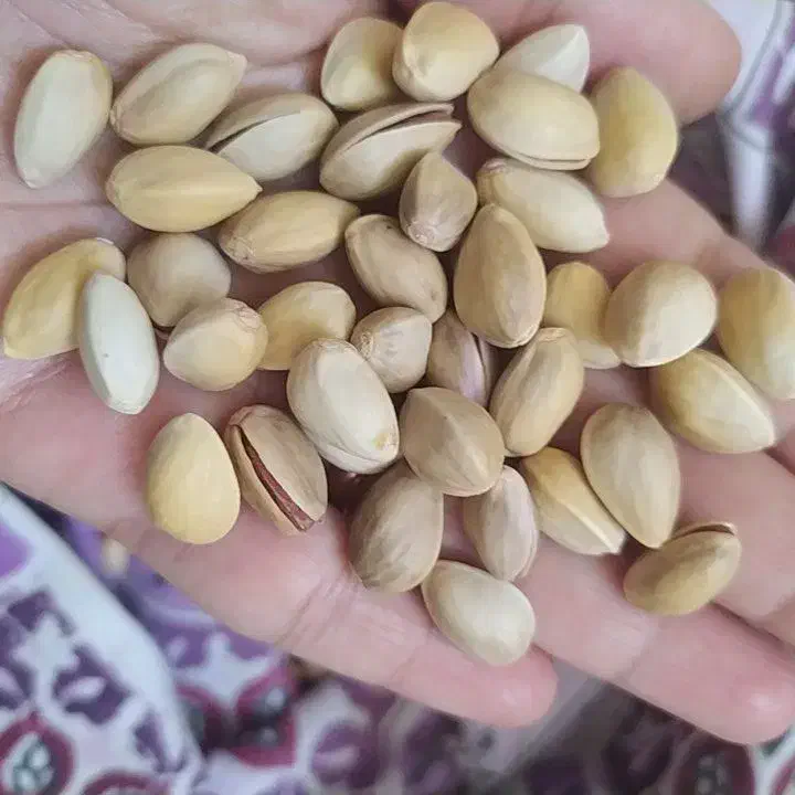 پسته|خوردنی و آشامیدنی|قم, تعویض پلاک|دیوار