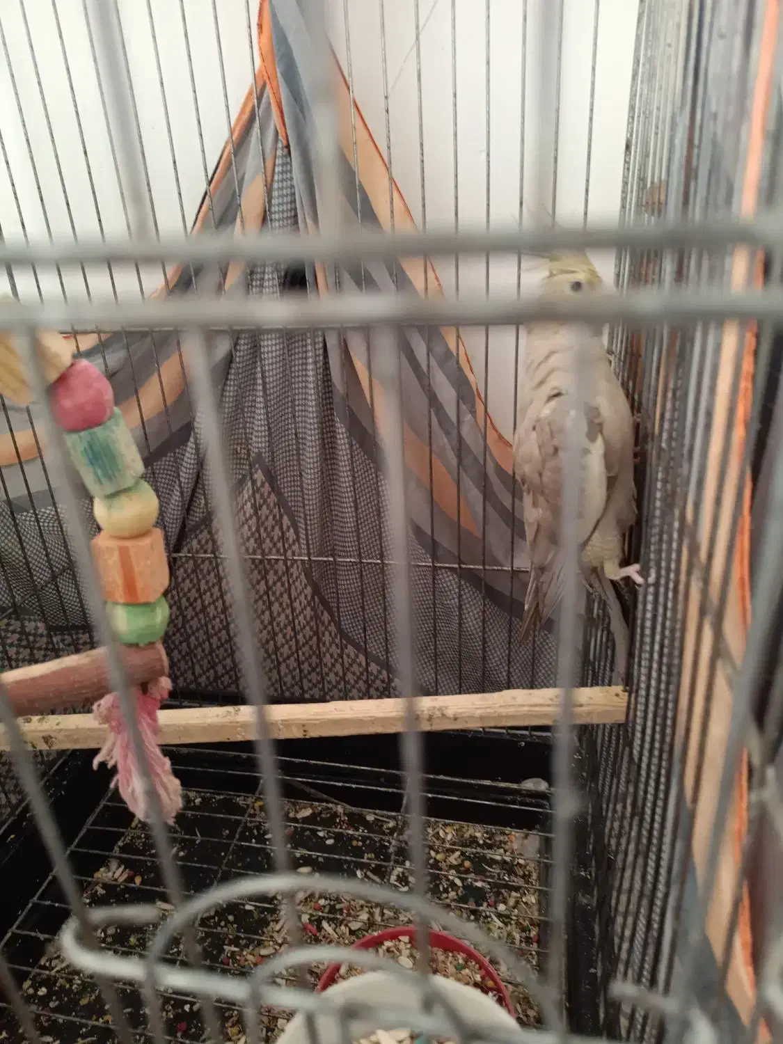 عروس هلندی ماده|پرنده|قم, شهرک امام حسن|دیوار