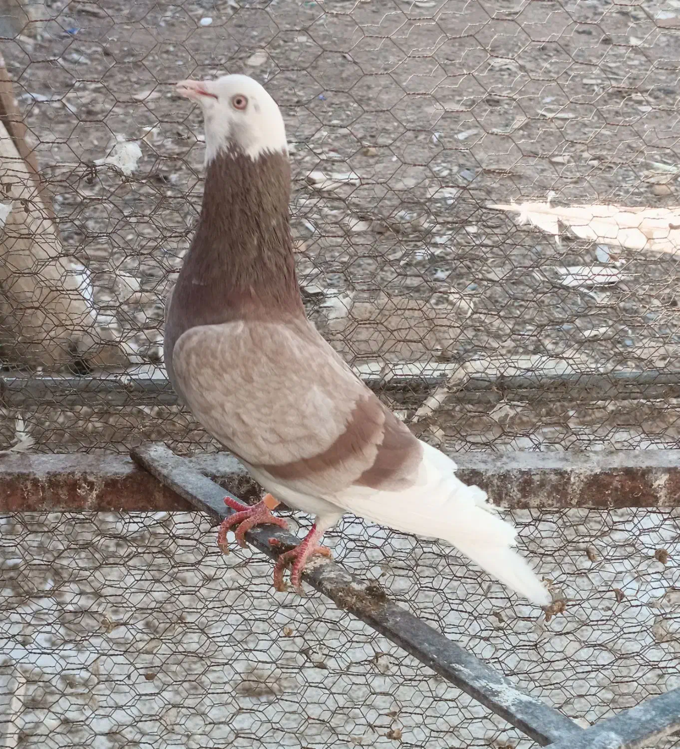 کبوتر|پرنده|معصومیه, |دیوار