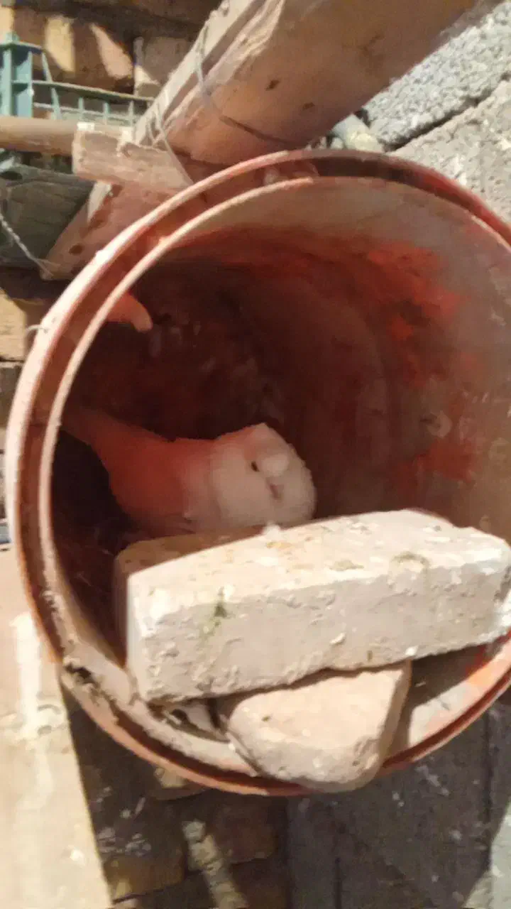 کبوتر گ م|حیوانات|پلدختر, |دیوار