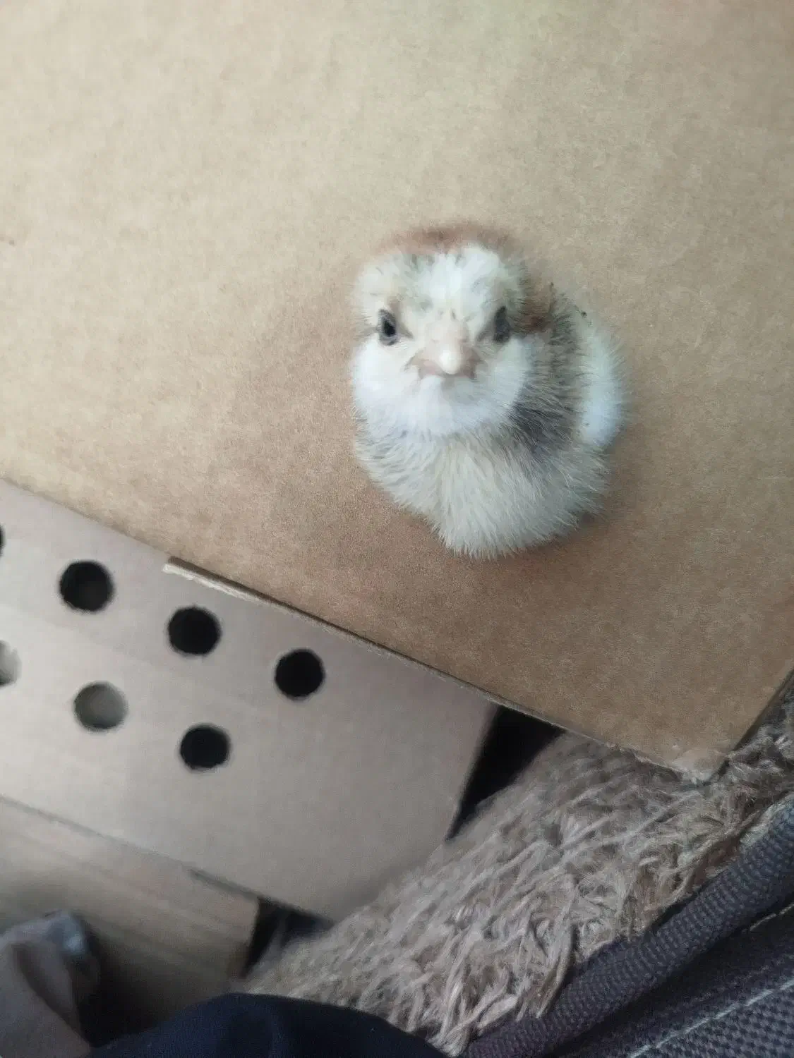 جوجه محلی جوجه رنگی اردک|حیوانات مزرعه|دوگنبدان, |دیوار