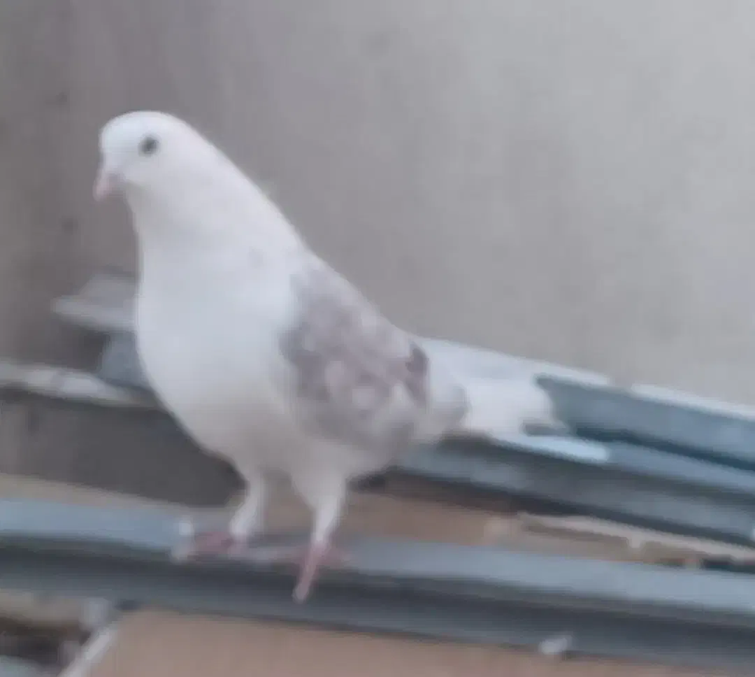 دوکت سرور ماده|پرنده|بومهن, |دیوار