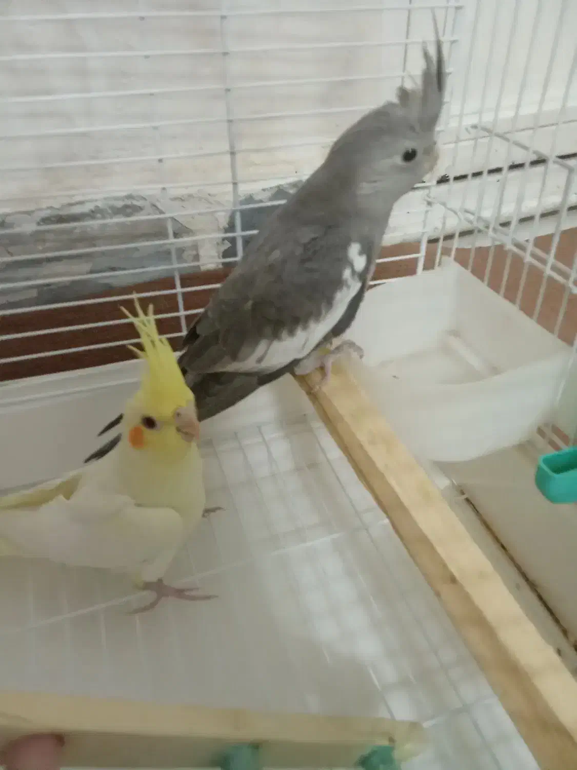 عروس هلندی|پرنده|ساوه, |دیوار