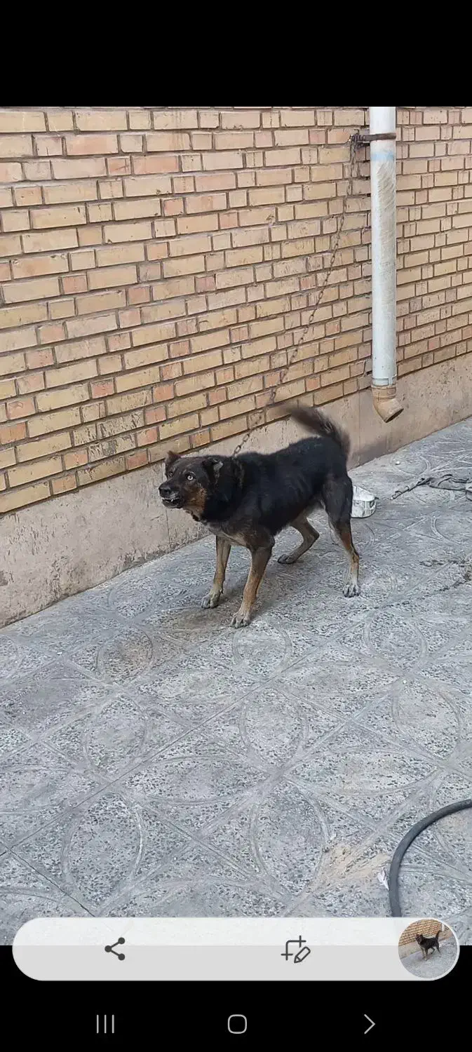 واگذارسگ نگهبان|سگ|قرچک, ولی آباد|دیوار