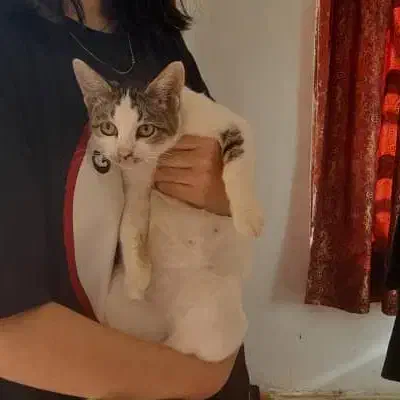 بچه گربه چهارماهه|گربه|مرزن‌آباد, |دیوار