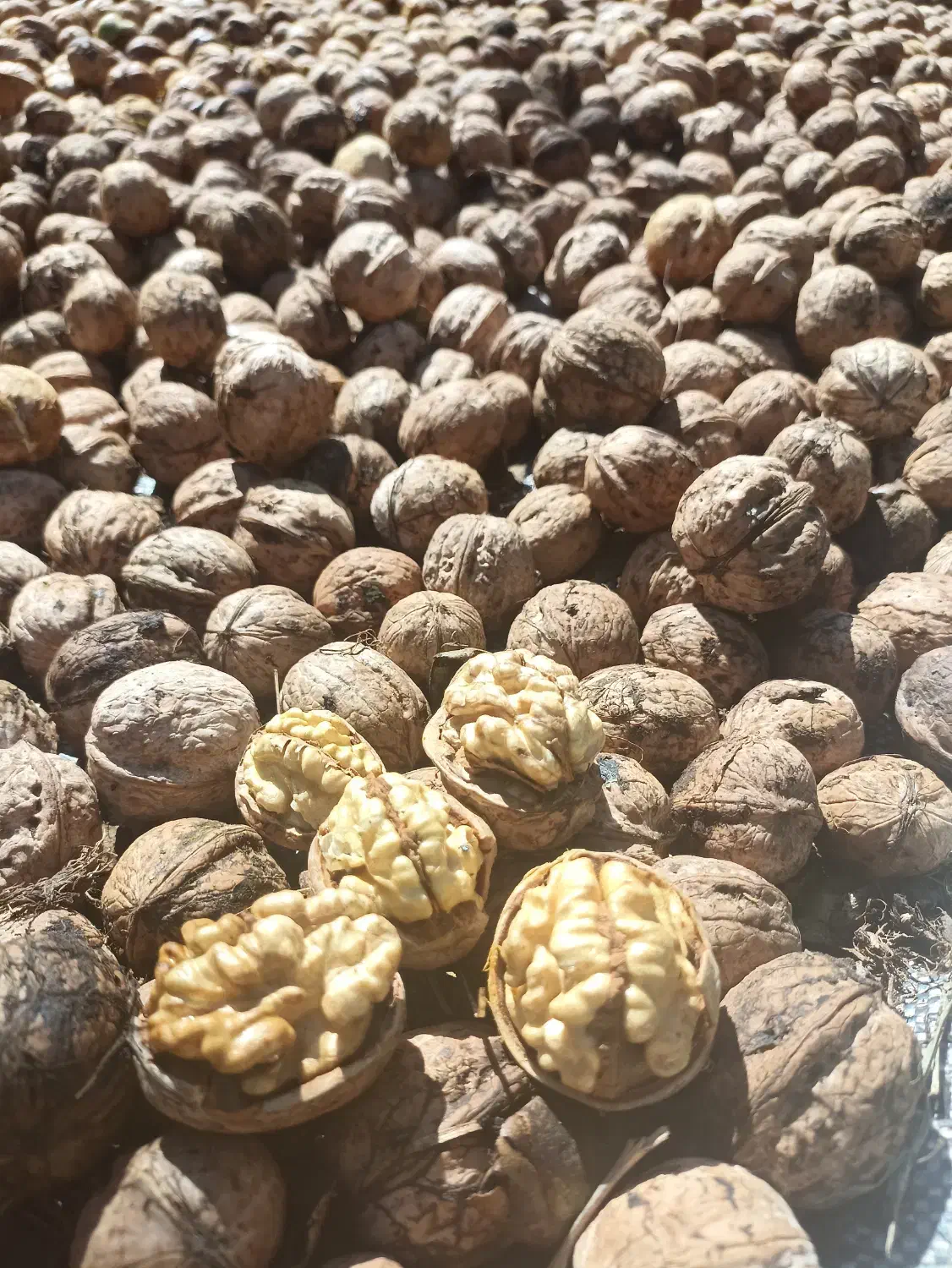 گردو|خوردنی و آشامیدنی|شاهین دژ, |دیوار