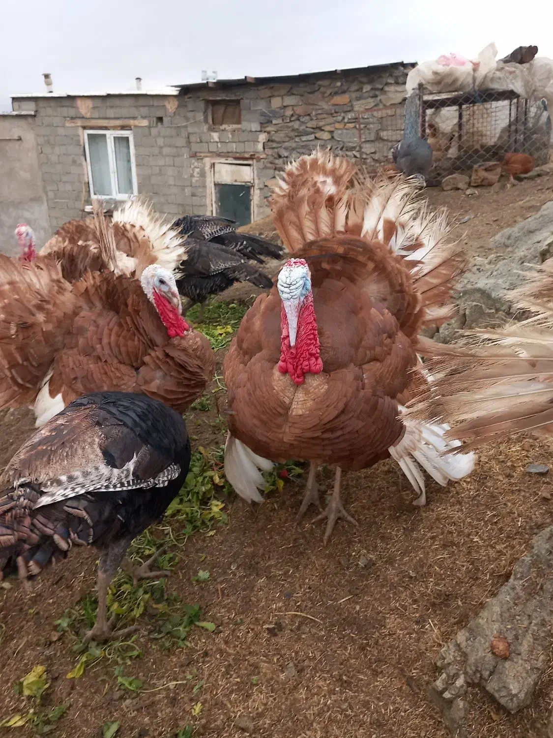 بوقلمون محلی|پرنده|سقز, |دیوار