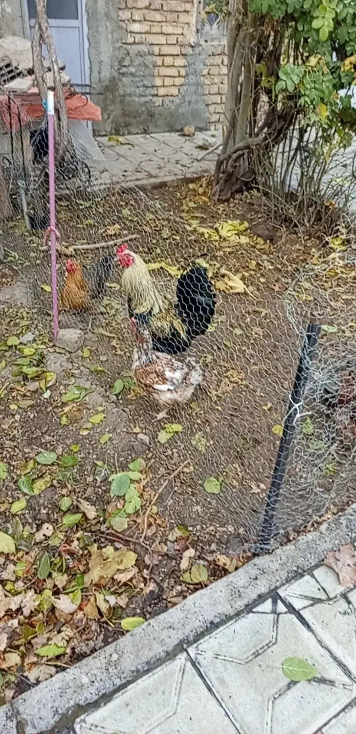 مرغ بالغ تخمگذار وخروس دورگه|حیوانات مزرعه|آشخانه, |دیوار