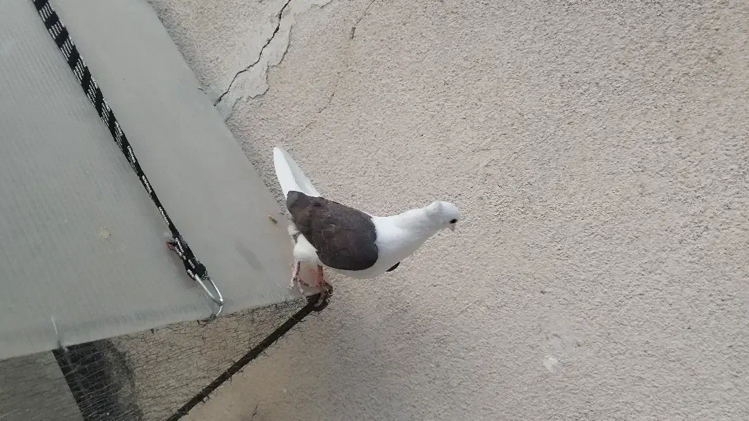 خوشونه|پرنده|خرم‌آباد, |دیوار