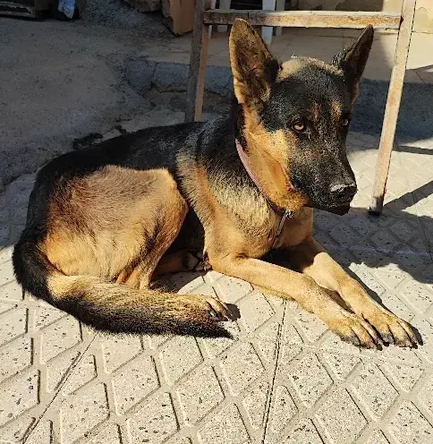 ژرمن|سگ|شیراز, دلجو|دیوار