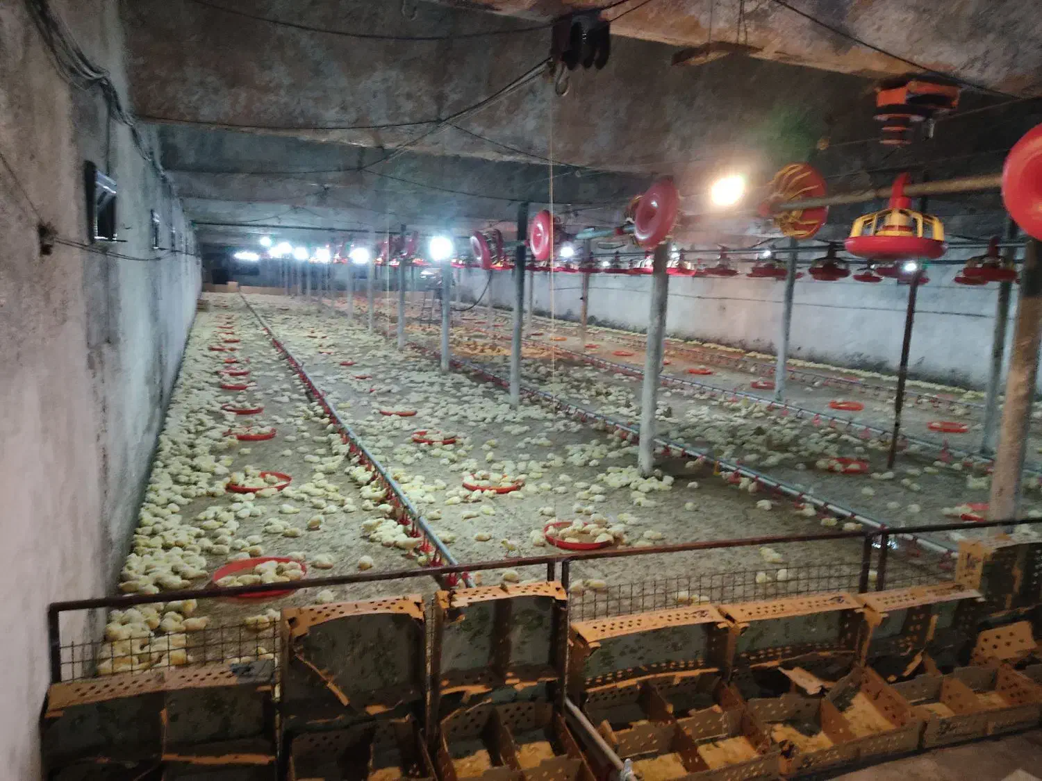 کارگرمرغداری|استخدام صنعتی، فنی، مهندسی|باشتین, |دیوار