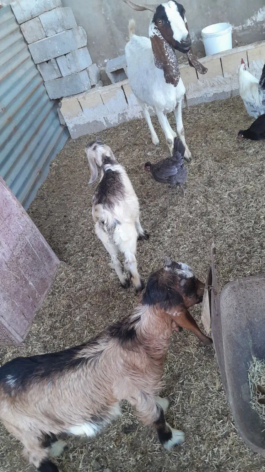 بز باکره|حیوانات مزرعه|بهبهان, |دیوار