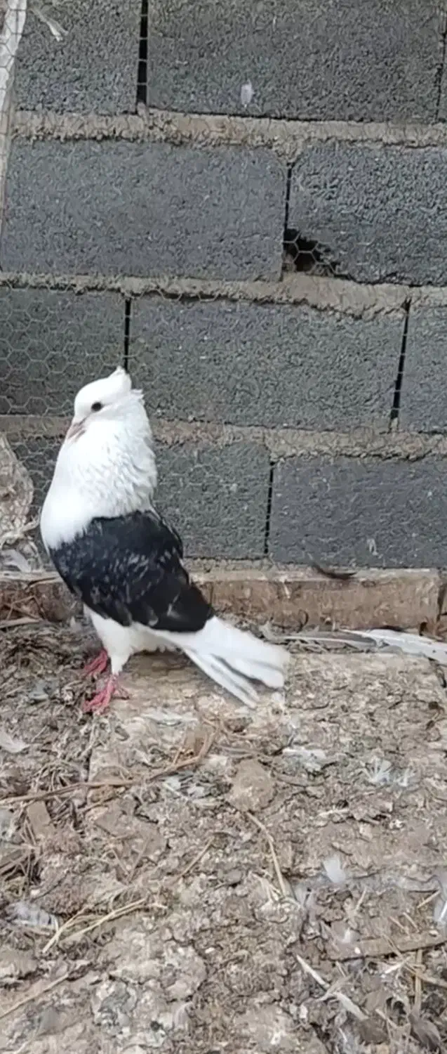 کبوتر دوکت معاوضه و فروش|پرنده|مرزیکلا, |دیوار