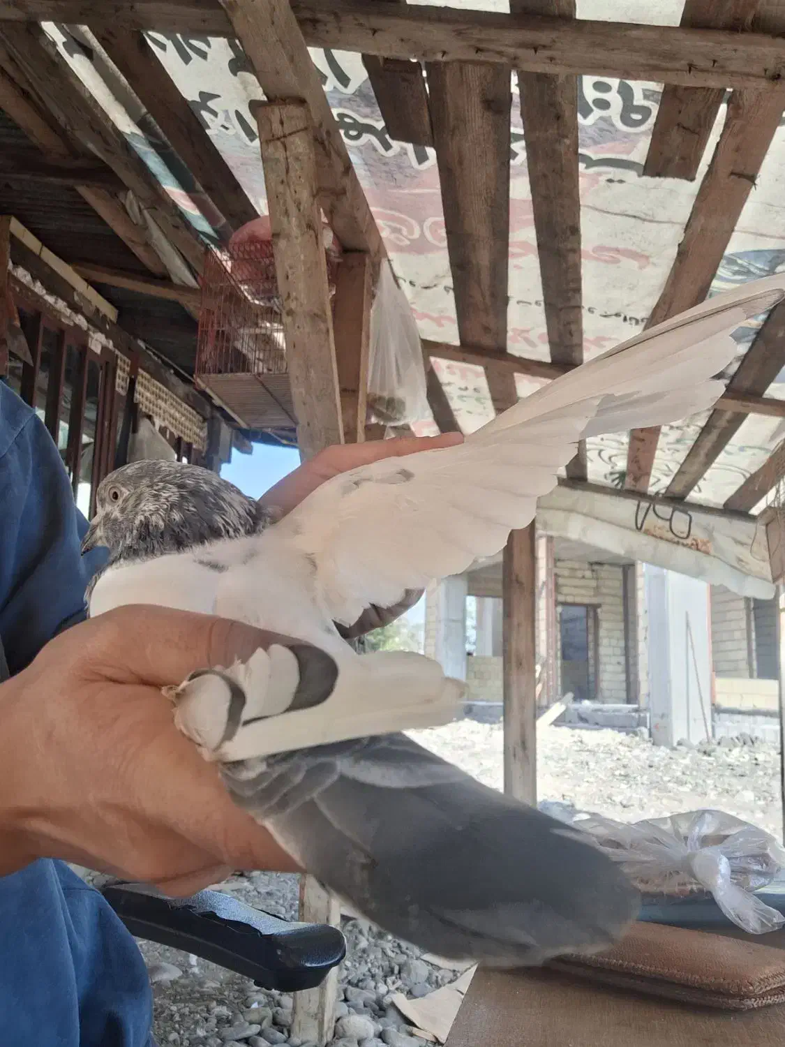 کبوتر پروازی|پرنده|رشت, کوی مهر|دیوار