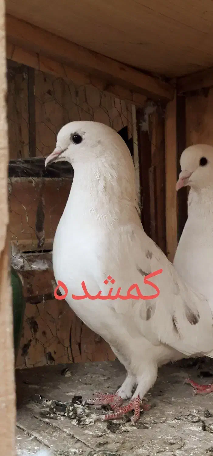 کفتر گمشده|پرنده|تهران, ازگل|دیوار